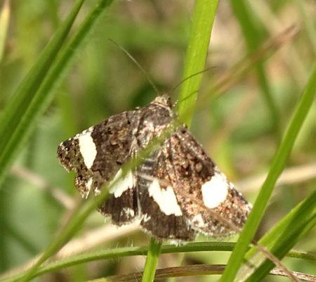 Réf. 232 503 : Tyta luctuosa
